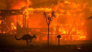 Because of the increasing fires, animals are losing their homes and suffering injures  Photo Credit: Matthew Abbott for The New York Times