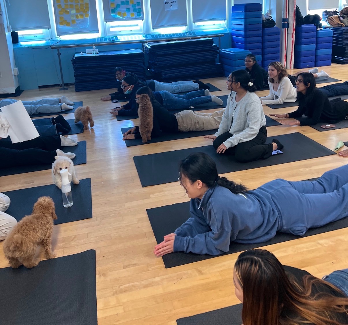 The yoga class had special four-legged visitors in class.